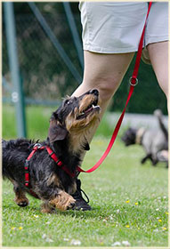 A dog walking well on leash.