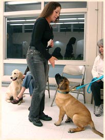 Laura working with a German Shepherd.